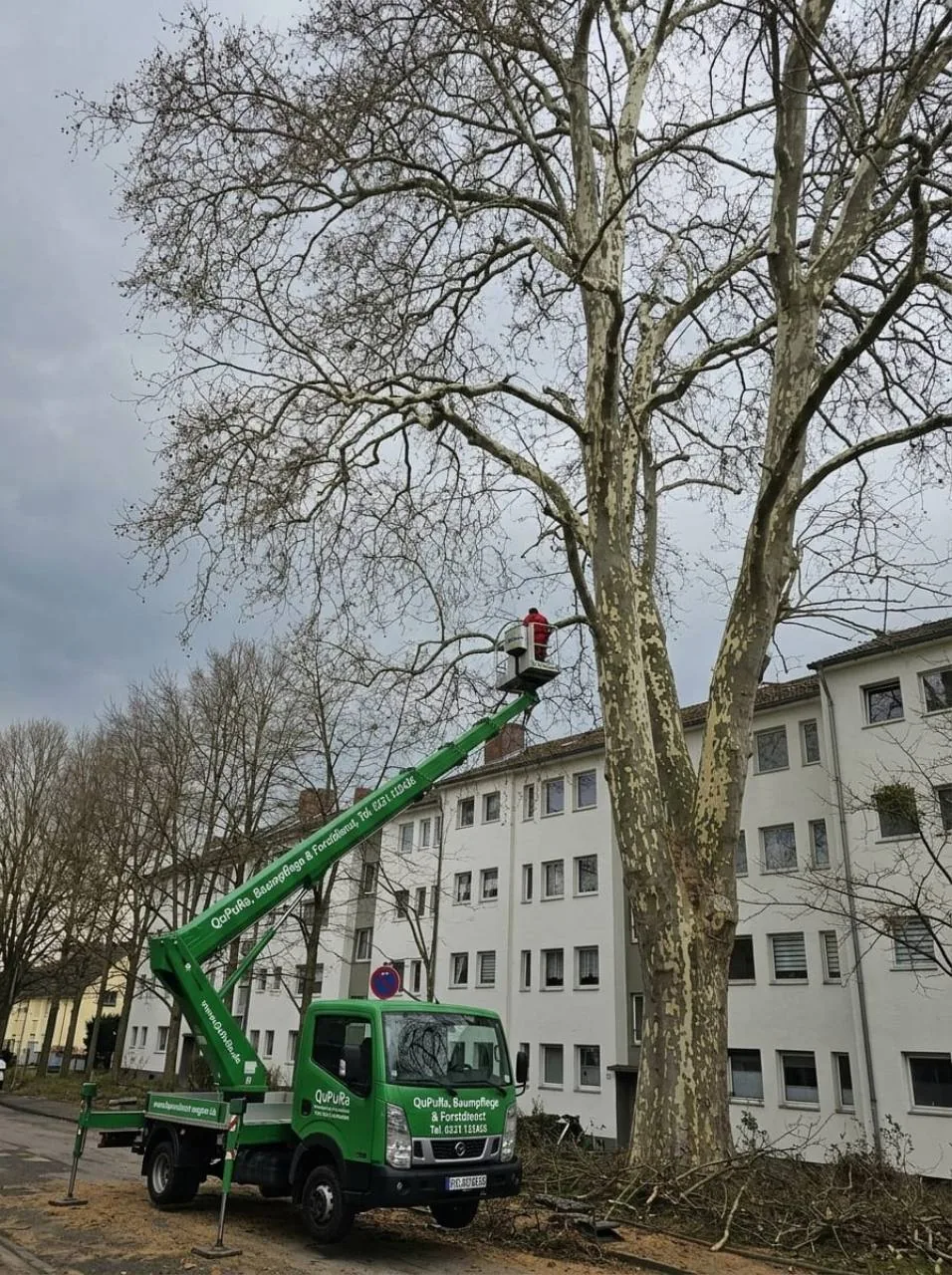 Baumarbeiten mit einer Hubarbeitsbühne an großen Bäumen vor einem Wohnhaus