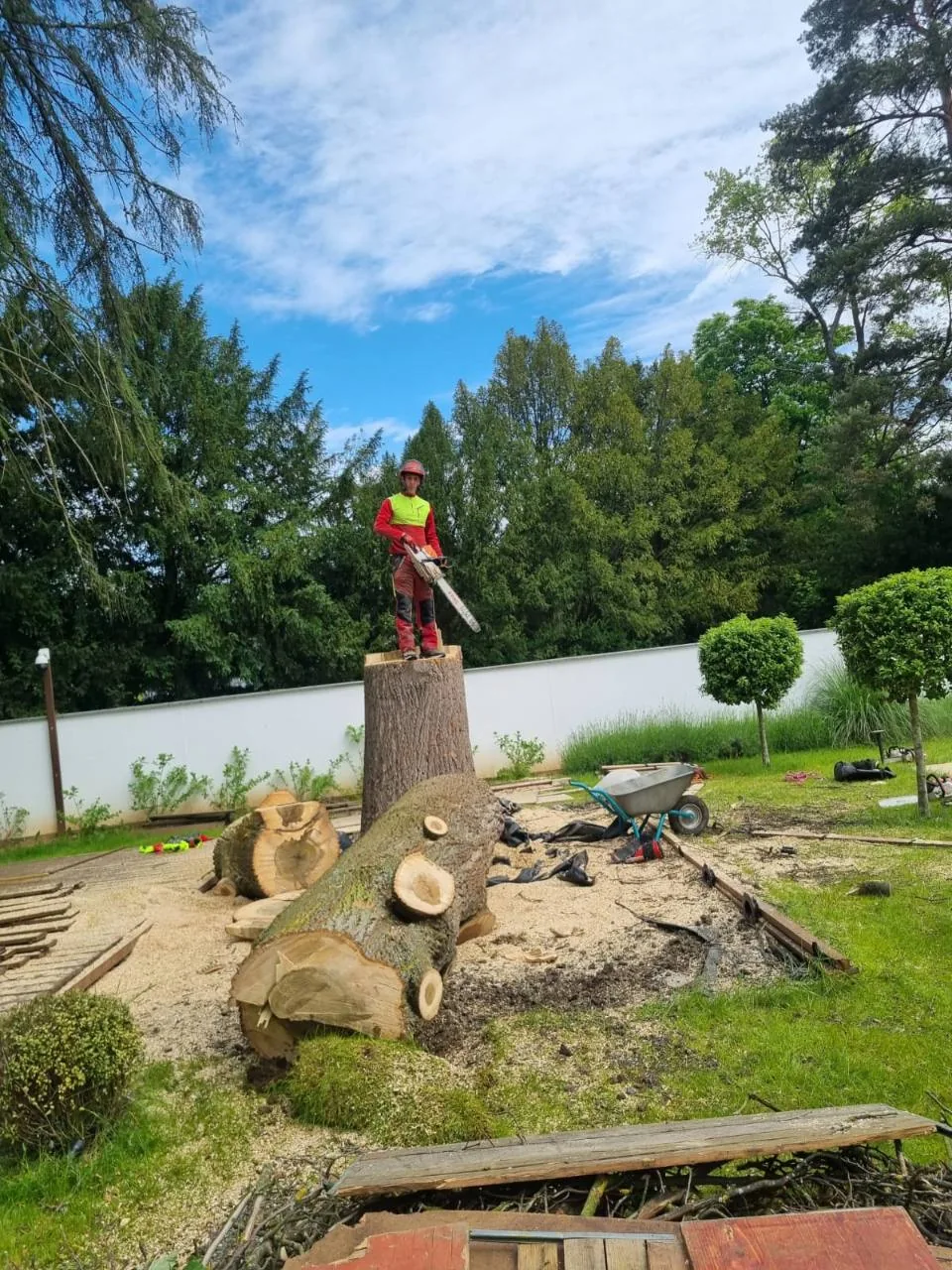 Abgetragene Stammteile und verbliebener Baumstamm in einem Garten