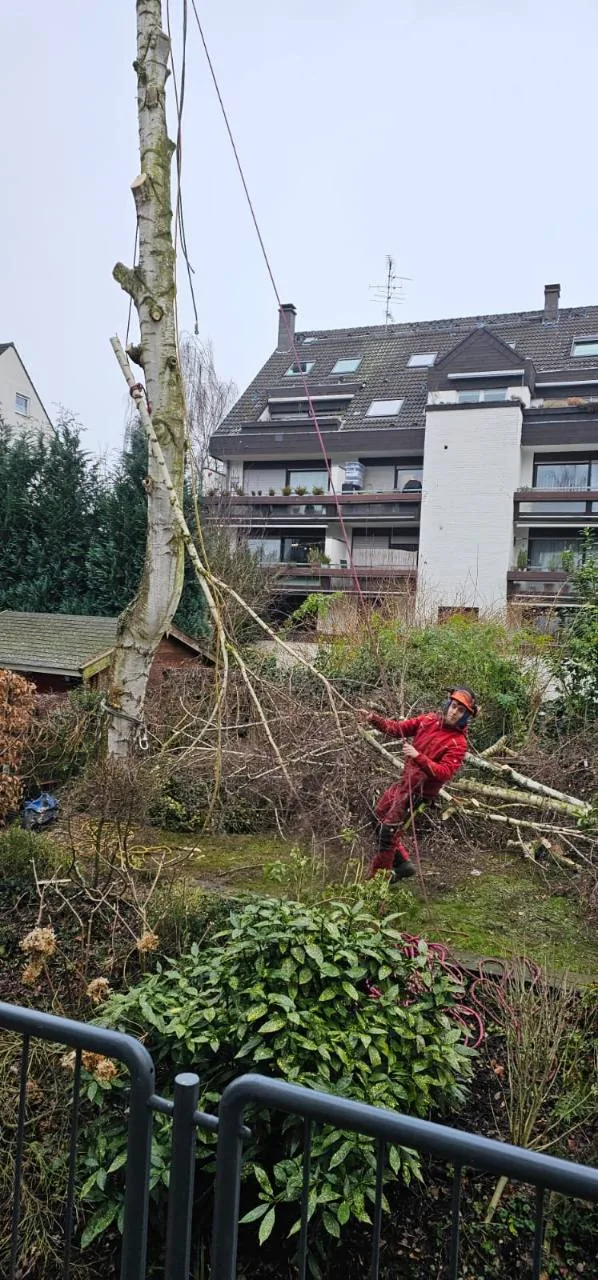 Mitarbeiter mit Sicherungsseilen neben einem entasteten Baum im Garten