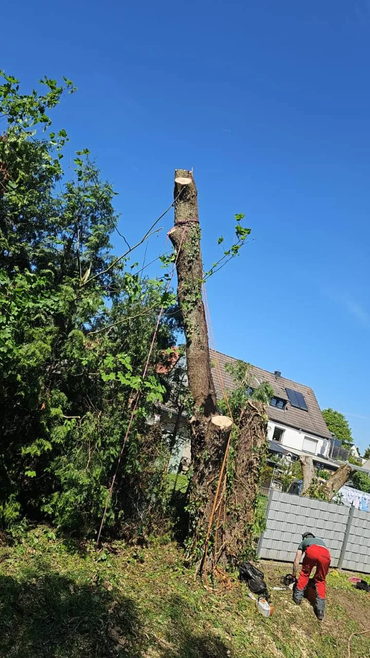 Entasteter Baumstamm mit Seilen und Mitarbeiter im Garten